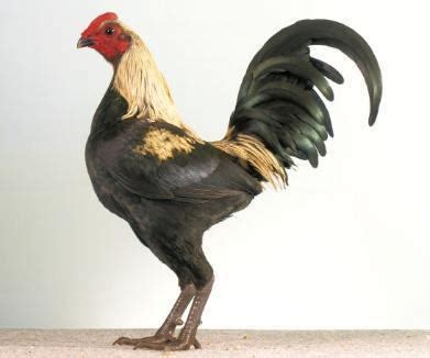 australian pit game fowl alchetron   social encyclopedia