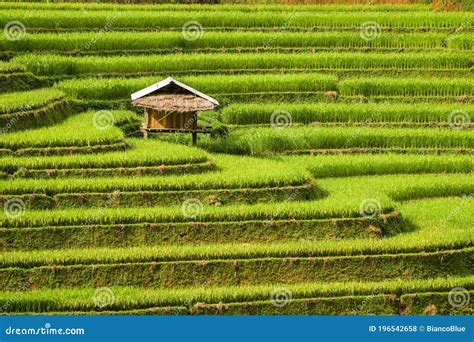 Terraced Rice Field In Mu Cang Chai Vietnam Stock Photo Image Of