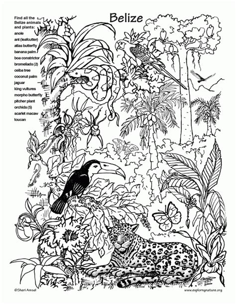 12 Pics Of Rainforest Coloring Pages For Kids - Rainforest Animals ...