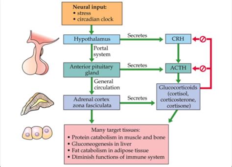 Adrenal Hormones and Pathology Flashcards | Quizlet