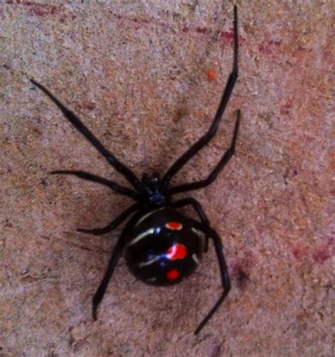 Black Widow Spider – Identification | Walter Reeves: The Georgia Gardener