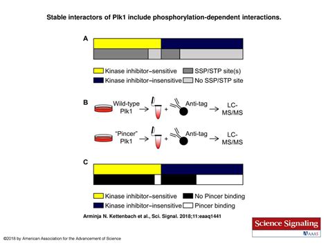 Stable Interactors Of Plk1 Include Phosphorylation Dependent