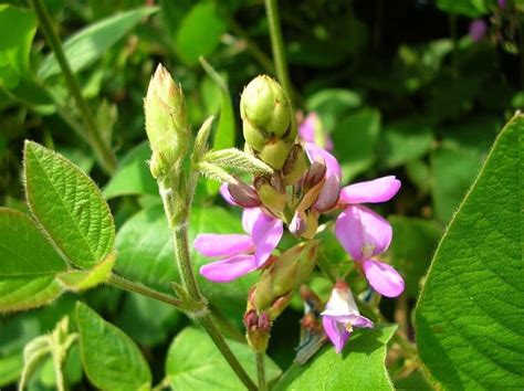 Les bienfaits incroyables du desmodium pour la santé du foie l