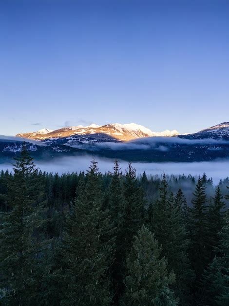 Árboles verdes en el bosque con niebla y montañas amanecer fondo de