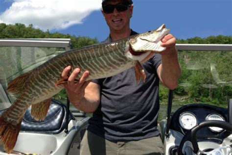 Tiger Muskellunge Fishing Guide How To Catch A Tiger Muskellunge