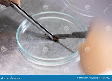 Plant Tissue Culture Techniques in Laboratory. Stock Photo - Image of ...