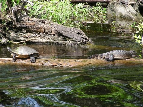 Jean LaFitte Swamp Tour | Swamp tours, Swamp, Tours