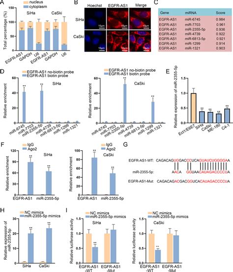 Egfr As Functions As Mir P Sponge A B Subcellular