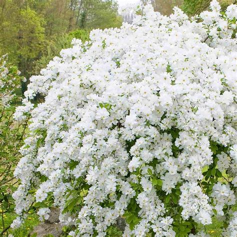 Obiela Wielkokwiatowa Exochorda Racemosa Sadzonka Exochorda Racemosa