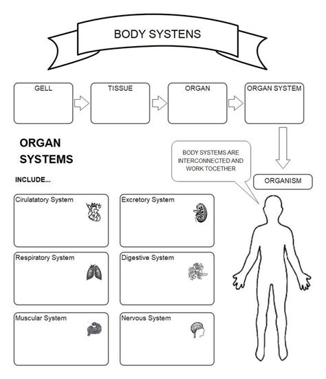 Body Systems Graphic Organizer Examples Templates EdrawMax Free