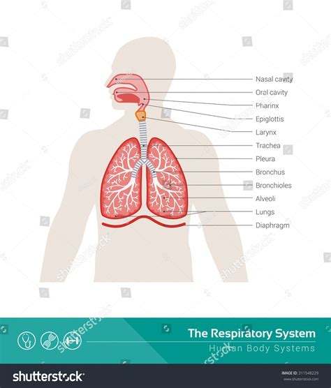 Human Respiratory System Medical Illustration Internal Stock Vector
