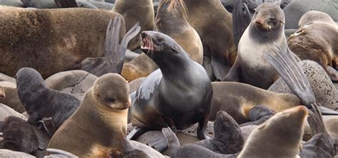 Northern Fur Seal Biology Marine Mammal Research Unit