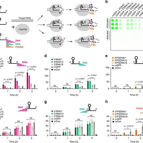 Effect Of Reporter Sequences On Trans Cleavage Activity The Proposed Download Scientific