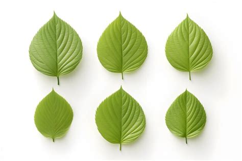 Premium AI Image | Stunning dogwood Leaves collection