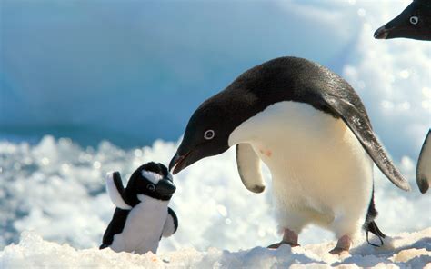 Penguins With Baby Penguin Wallpapers - 2560x1600 - 1021898