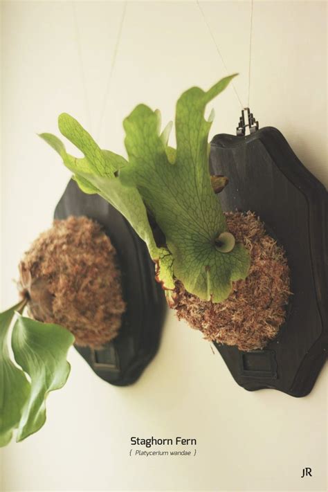 Staghorn Fern Platycerium Wandae