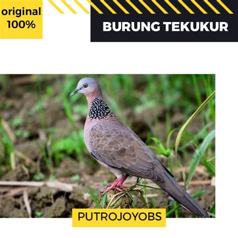 Jual BURUNG TEKUKUR DERKUKU PILIHAN JANTAN Bukan Puter Perkutut