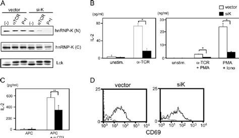 Decrease Of Hnrnp K Expression Impairs Il Production In Jurkat Cells