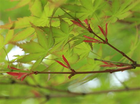 Acer Palmatum Aceraceae Image At Phytoimages Siu Edu