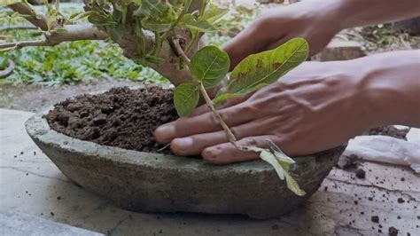 Bonsai Jambu Biji Bahan Bagus Tanaman Hias Youtube