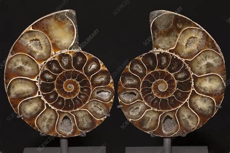 Ammonite Polished Cross Section Stock Image C025 7528 Science