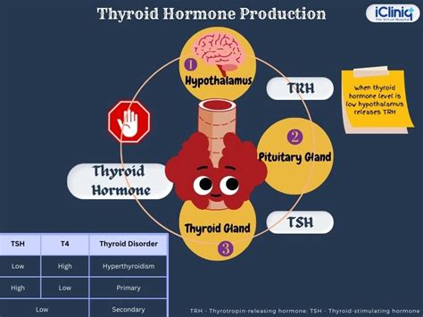 What Are Thyroid Function Tests?