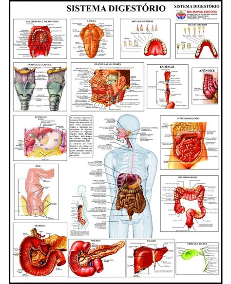 Poster Do Sistema Digestório 019 Mapas De Anatomia Mapas De Ensino🆑