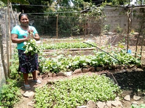 Huertos Familiares Modelos De Sostenibilidad Y Seguridad Alimentaria