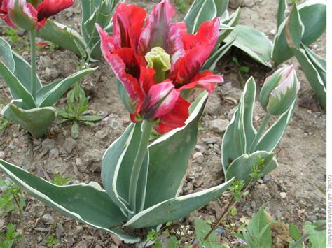 10 лучших сортов зеленоцветковых тюльпанов