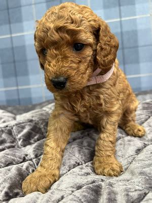 Miniature Labradoodle non shed hypo allergenic pups for sale | UKPets