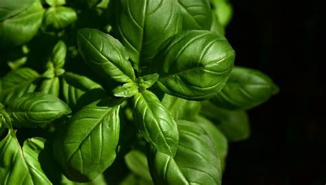 Por Qu La Planta De Albahaca Del Supermercado Siempre Se Seca Raz N