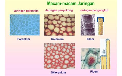 Contoh Jaringan Parenkim Homecare