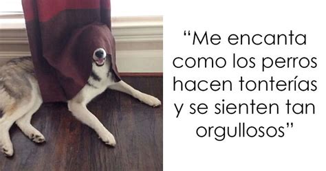 20 Divertidos memes sobre perros con los que todo dueño se identificará ...