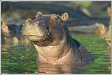 Skeptical Hippo Blank Template - Imgflip