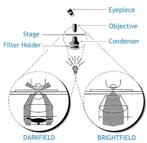 Microscope World Blog Darkfield Microscopy