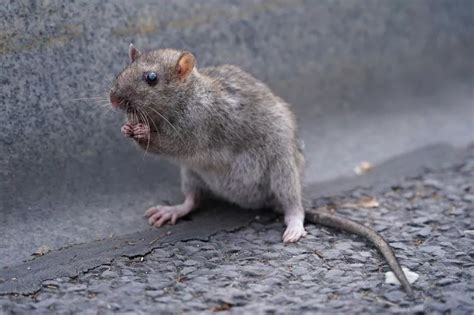 Freedom Of Information Reveals Hundreds More Rat Sightings Were