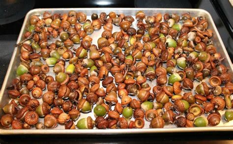 how to clean acorns for crafts