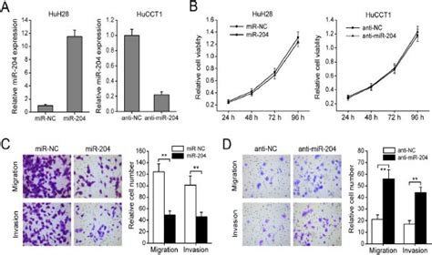 R Suppresses Icc Cell Migration And Invasion In Vitro A Huh