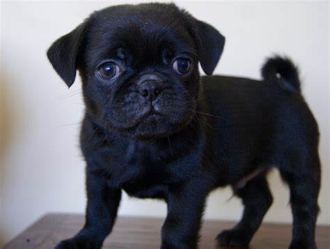 Black Pug Puppies: The Elegance of Ebony in Canine Form | by Perfect ...