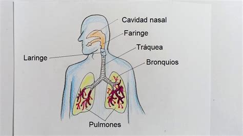 Sistema Respiratorio Humano Para Dibujar The Best Porn Website