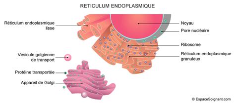 Anatomie Et Physiologie De La Cellule Cours Ifsi Etudiant Infirmier