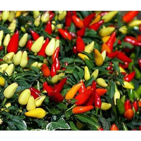 Capsicum Salsa Rosso Peperoncino Ornamentale Vaso Cm Perenni