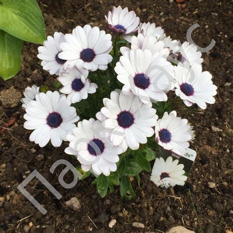 Остеоспермум 'Akila White improved', купить в Ростове, Osteospermum ...