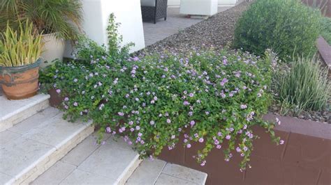 Lantana Montevidensis Purple Trailing Lantana Di Transizione