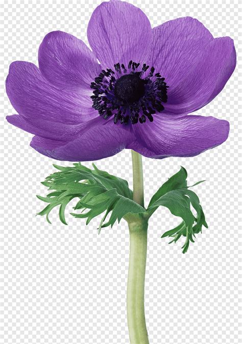 Flower Anemone Coronaria Violet Graphy Purple Virat Purple