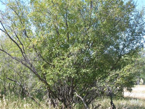 Water Birch AWES Agroforestry And Woodlot Extension Society Of Alberta