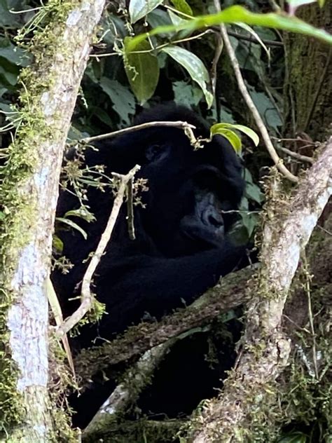 Gorilla Trekking In December Eco Adventure Safaris