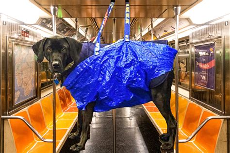 NYC Subway Banned Dogs Unless They Fit in a Bag, So Residents Got