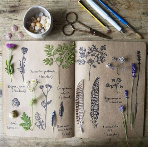 𝘴𝘢𝘳𝘢𝘦𝘨𝘰𝘶𝘭𝘥 Nature journal ideas Nature journal Herbarium book