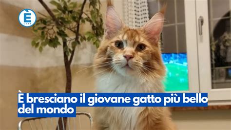 Bresciano Il Giovane Gatto Pi Bello Del Mondo Livebrescia Tv